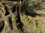 Root